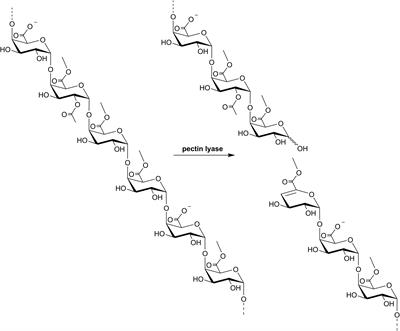 Comparative Characterization of Aspergillus Pectin Lyases by Discriminative Substrate Degradation Profiling